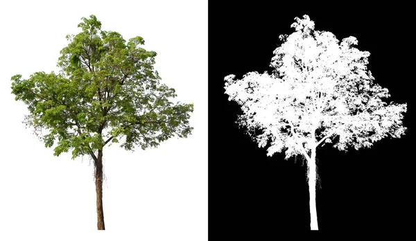 Einzelner Baum mit Schnittpfad — Stockfoto