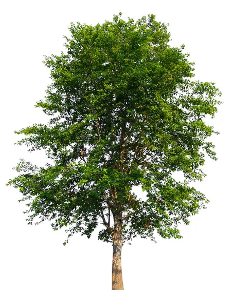 Albero singolo isolato — Foto Stock