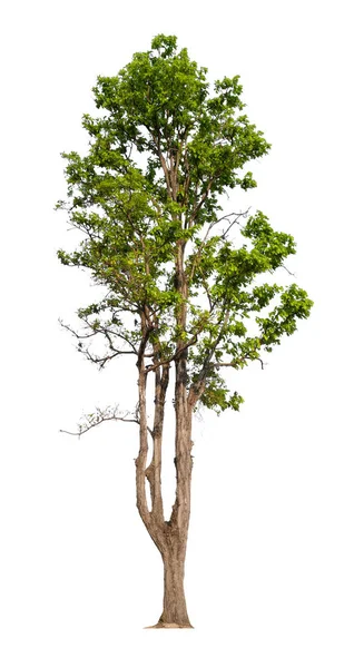 Solo árbol aislado — Foto de Stock