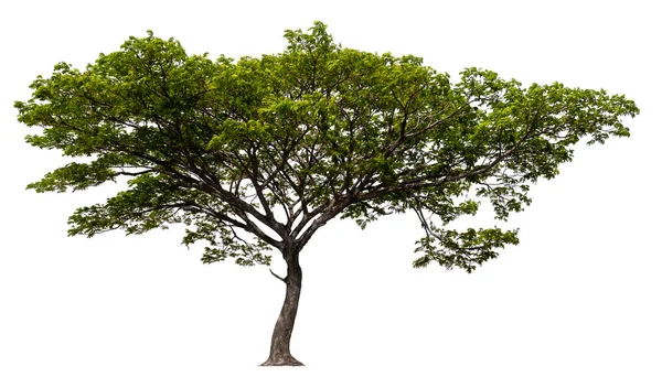 Izolowane pojedyncze drzewo — Zdjęcie stockowe