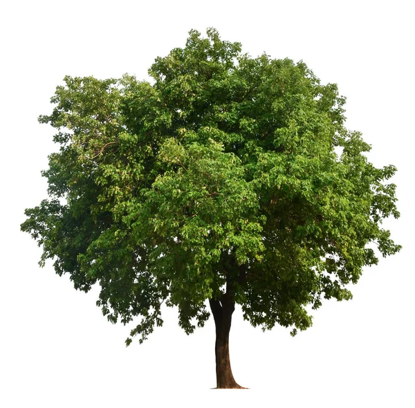 Eén boom met uitknippad — Stockfoto