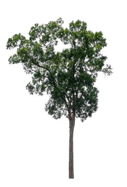 kırpma yolu ile yalıtılmış tek ağaç 