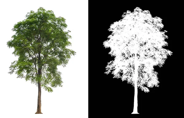 具有剪切路径的单树 — 图库照片