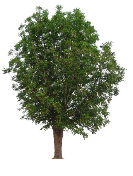 Isolierter einzelner Baum — Stockfoto
