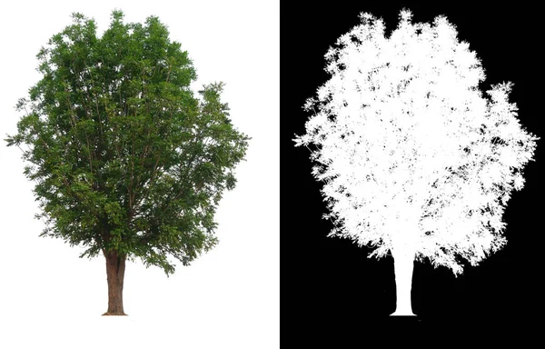 Einzelner Baum mit Schnittpfad — Stockfoto