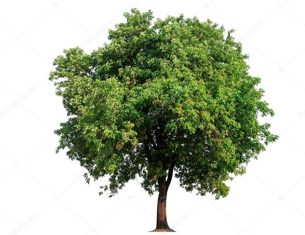 isolated single tree