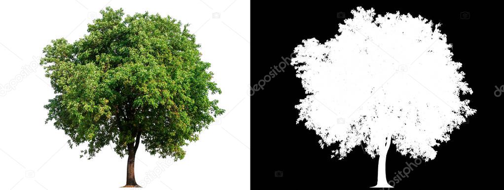 single tree with clipping path