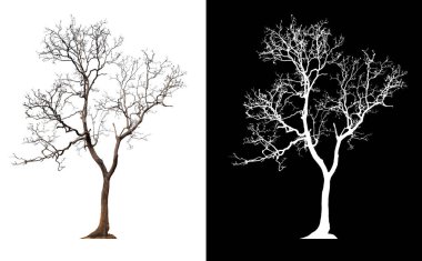 Kırpma yolu ve alfa channal ile yapraksız izole ağaç