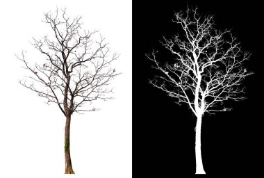isolated tree without leaves with clipping path and alpha channal clipart