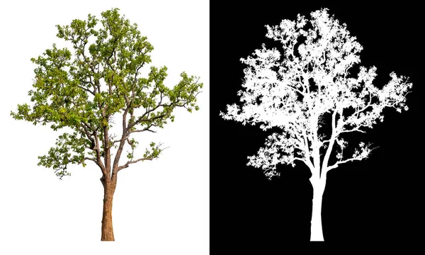 具有截断路径和Alpha日变化的白色背景隔离树 — 图库照片