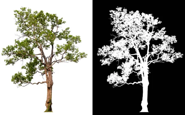 Árvore Isolada Fundo Branco Com Caminho Recorte Alfa Channal — Fotografia de Stock