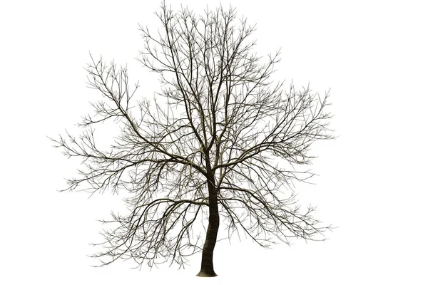 切り出し3Dイラストレンダリングで白地に葉のない孤立した木 — ストック写真