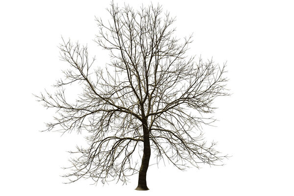 isolated tree without leaf on white background with clipping, 3D illustration rendering