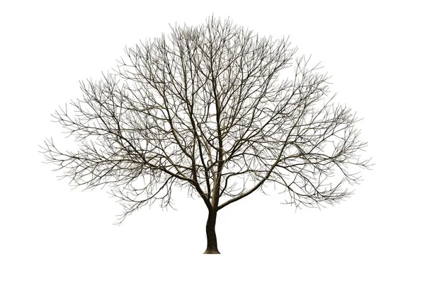 Albero Isolato Senza Foglia Sfondo Bianco Con Ritaglio Rendering Illustrazione — Foto Stock