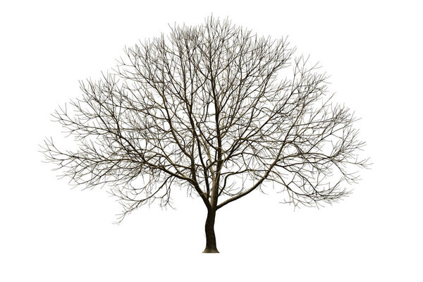 isolated tree without leaf on white background with clipping, 3D illustration rendering
