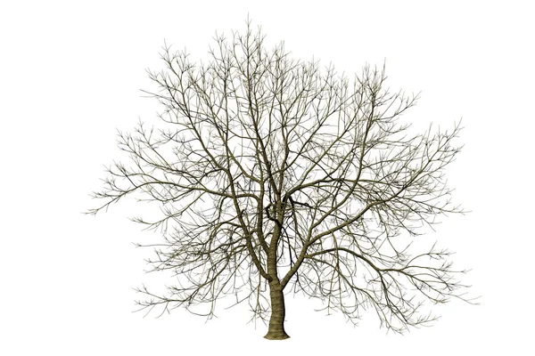 切り出し3Dイラストレンダリングで白地に葉のない孤立した木 — ストック写真