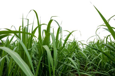 kırpma yolu ile beyaz arkaplan üzerinde izole şeker kamışı