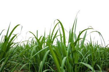 kırpma yolu ile beyaz arkaplan üzerinde izole şeker kamışı