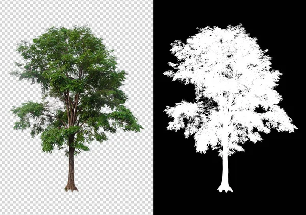 Απομονωμένο Δέντρο Λευκό Φόντο Διαδρομή Αποκοπής Και Κανάλι Άλφα — Φωτογραφία Αρχείου