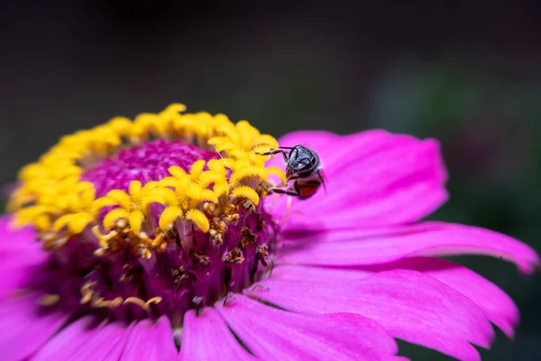 Bal Arısı Pembe Sarı Çiçekte Polen Topluyor — Stok fotoğraf