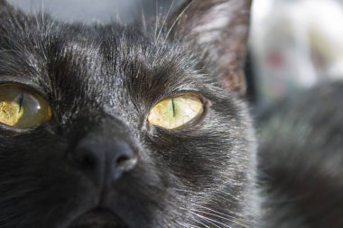 Kedi siyah ama gözler sarı.