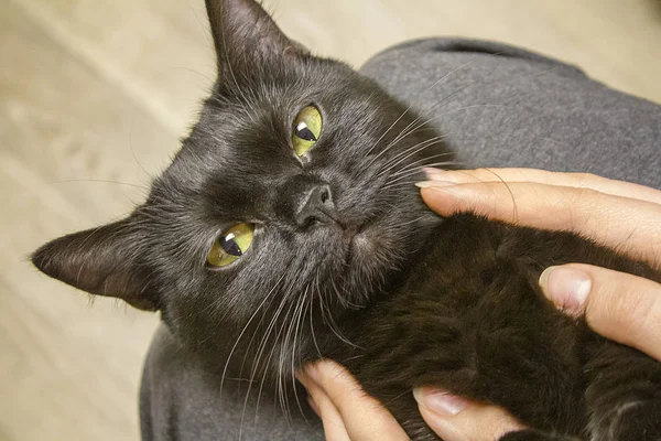 Korkmuş kara kedi korkmuş gözlerle bana bakıyor