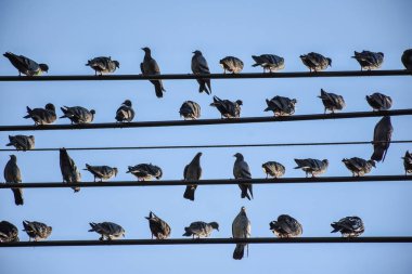 Elektrik telleri ile bulut beyaz ve mavi gökyüzü arka plan üzerinde duran birçok güvercin kuşları