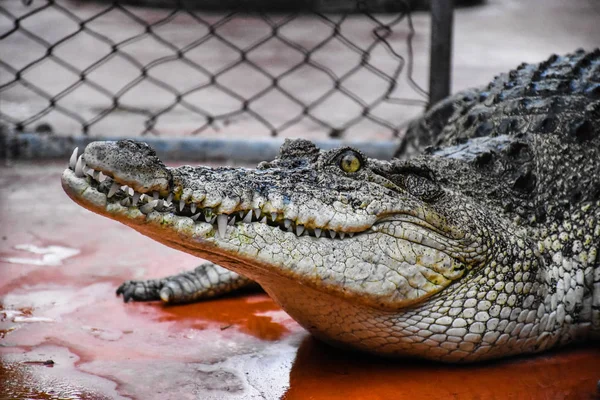 Crocodiles Resting and sharp teeth at Crocodile Farm in Thailand