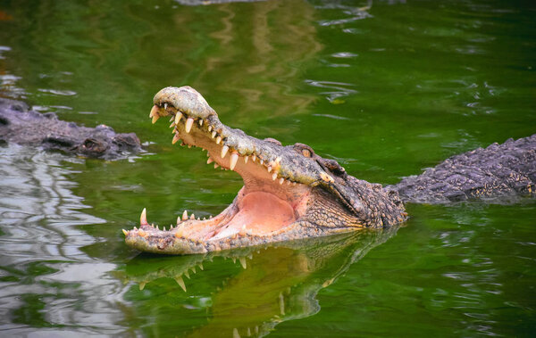 Crocodile with open jaws. Profile of a crocodile in a pond with green water. Open mouth and sharp teeth. Intense yellow eyes.