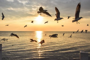 Alacakaranlık ve günbatımı, siluet okyanusta, martılar