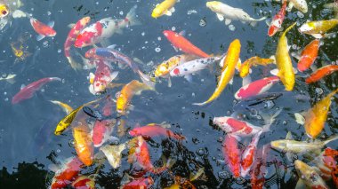 Birçok renkli Koi Carps bir havuzda üstten görünüm, Japonya fish sazan der.