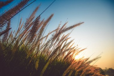 Taze bahar sabahı güneşin doğuşunu çimen, alanı Kopyala