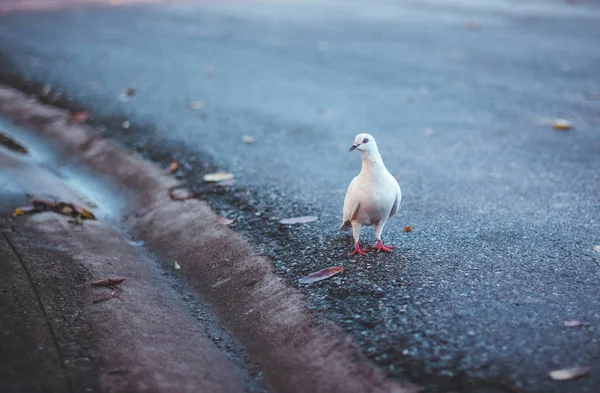 Palomas blancas están caminando en la carretera., espacio de copia —  Fotos de Stock