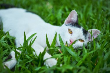 Bir kedi kamera bakarak, yeşil çim yatıyor