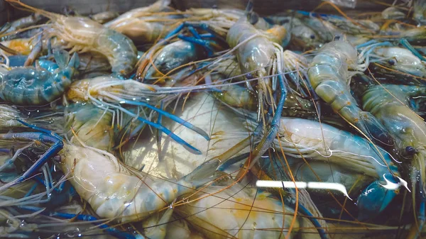 Udang segar. Udang segar di pasar, udang segar latar belakang dan close-up — Stok Foto