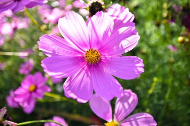 Bahçe ve güneş ışığında yakın çekim pembe kozmos çiçek., yakın çekim görünümü