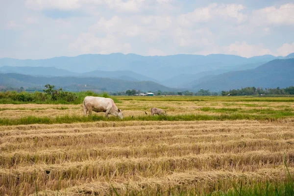 Kuh frisst Gras oder Reisstroh in Reisfeld mit bewölktem Himmel und Berghintergrund., Kopierraum., Thailand — Stockfoto