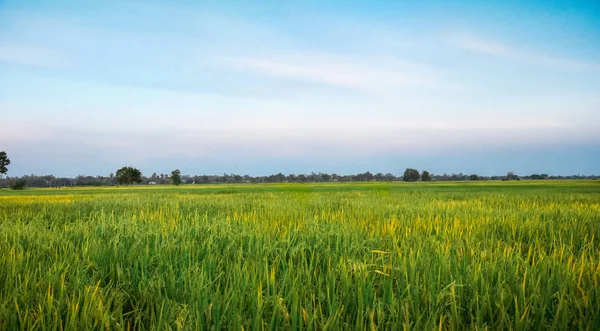 Рисове поле зелена трава блакитне небо на заході сонця., пейзажний фон, копіювання простору — стокове фото