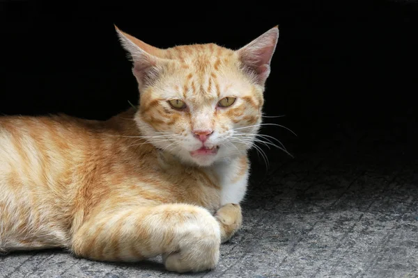 Çimento katında ve koyu renkli arka planda yatan öfkeli kırmızı kedi, yakın çekim. -Görüntü