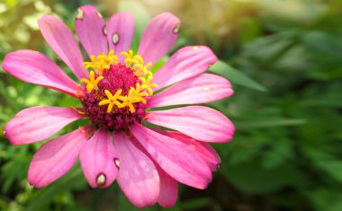 Bahçedeki Zinnia çiçeği, seçici odak, doğa bitkisinin makro fotoğrafı..