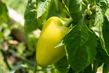 Dalında yeşil yapraklar olan ev yapımı yeşil biber..