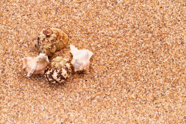 Arka planda deniz kabukları olan deniz kumu, metin için boşluk.