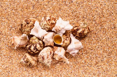 Arka planda deniz kabukları olan deniz kumu, metin için boşluk.