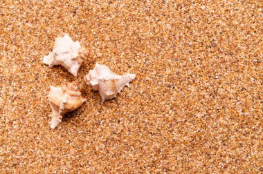 Arka planda deniz kabukları olan deniz kumu, metin için boşluk.
