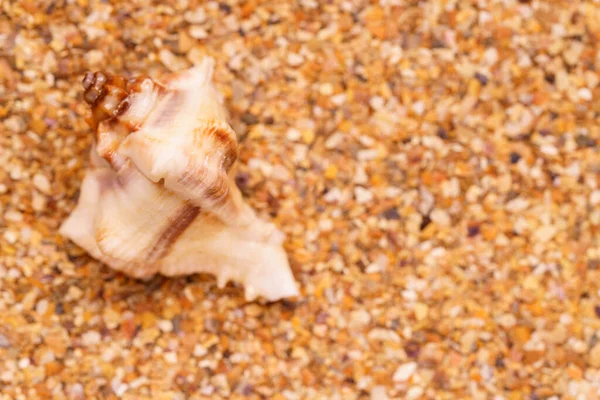 Sea sand with seashells as background, space for text. — Stock Photo, Image