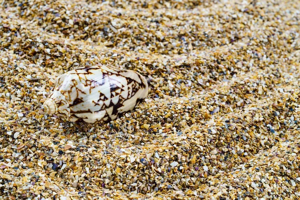 Meeressand mit Muscheln als Hintergrund, Platz für Text. — Stockfoto