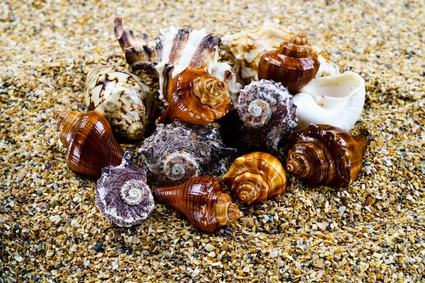 Sea sand with seashells as background, space for text. — Stock Photo, Image