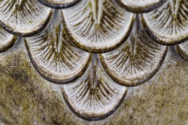 Baykuş tüylerinin polystone reçine heykeli. Makro görüntüyü kapat .