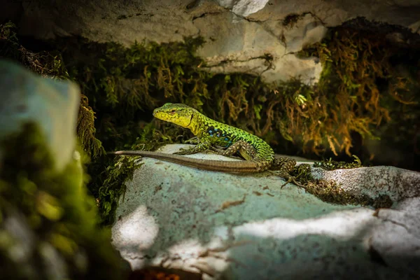 Colorful lizard sitting on a stone with moss and looking forwar — Stock Photo, Image