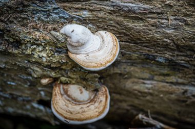 Beyaz mantar eski bir kütükte yetişir.